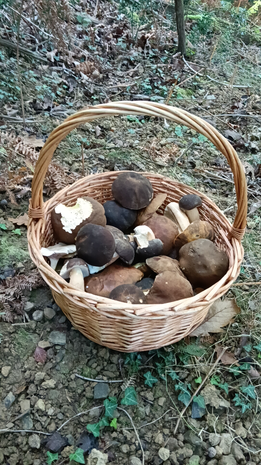 Setas en el bosque